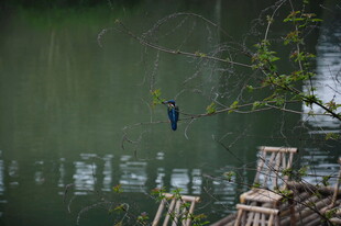 婺源水边翠鸟立于枝头