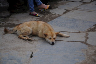 婺源路边酣睡的黄色流浪狗
