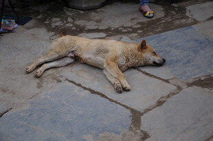 婺源街头酣睡的流浪狗