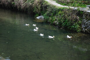 婺源河中白鹅悠游