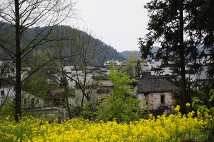 婺源春日乡村油菜花美景