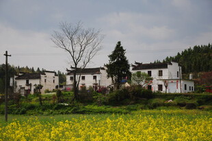 婺源乡村田园风光 油菜花开景