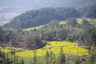 婺源山间油菜田美景