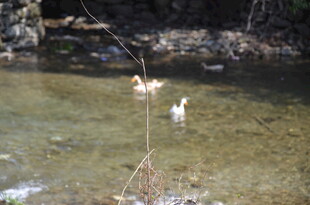婺源溪边戏水的鸭子