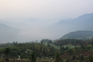 婺源山间晨雾中的葱郁景致