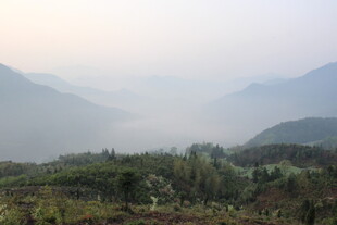 婺源山间晨雾中的葱郁景致