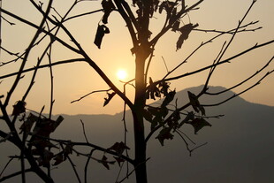 婺源夕阳下的树枝剪影