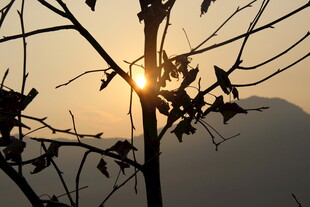 婺源夕阳下的枝叶剪影