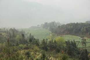 婺源山间绿野风光