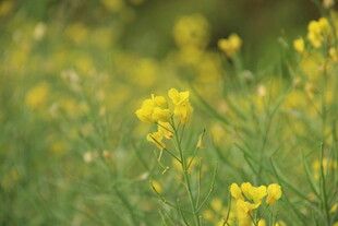 婺源春日油菜花田美景