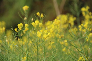 婺源春日油菜花绽放美景