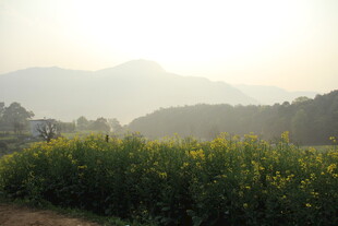 婺源山间黄花田 晨光美景