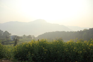 婺源山间黄花田 晨光美景