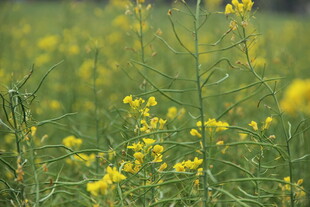 婺源春日油菜花田美景