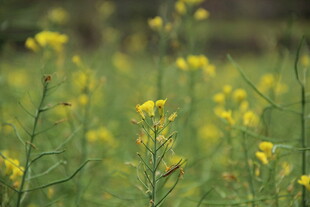 婺源春日油菜花田美景
