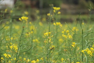 婺源春日油菜花田美景