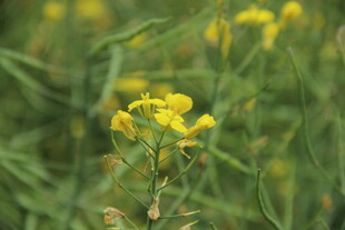 婺源田野中的黄色小花