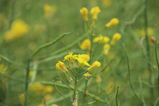 婺源春日黄花绽放的美丽景致
