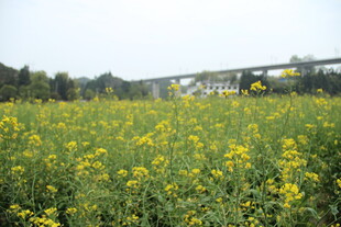 婺源金黄油菜花田的美丽景致