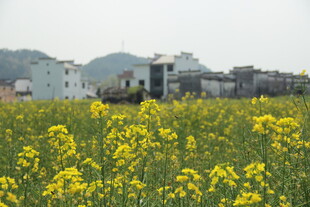 婺源春日油菜花海与村庄