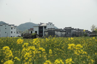 婺源春日油菜花田旁的村落