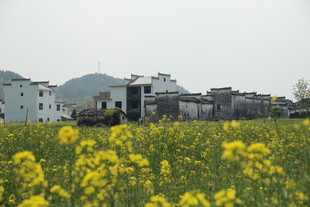 婺源春日油菜花田旁的村落