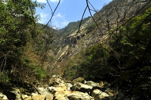 婺源山间溪流穿行于繁茂草木间
