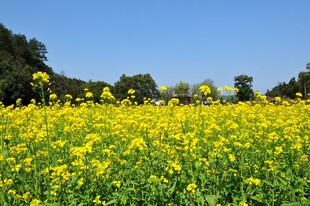 婺源金黄油菜花田 春日美景