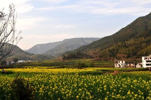 婺源春日田野油菜花海美景