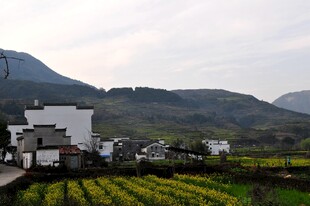 婺源乡村田园风光美景