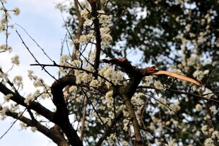 婺源枝头红羽鸟赏繁花