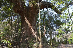 婺源古老大树扎根繁茂森林