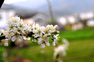 婺源枝头绽放的洁白春花