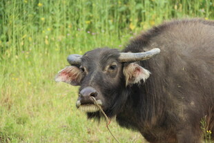 婺源田野中的水牛