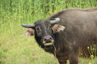婺源田野中的水牛