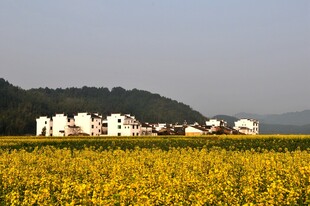 婺源金黄田野旁的村庄美景