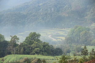 婺源山间雾绕梯田美景
