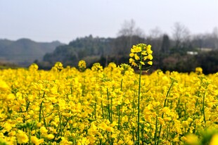 婺源金黄油菜花田的春日美景