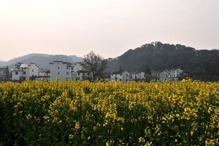 婺源春日油菜花田与远山景色
