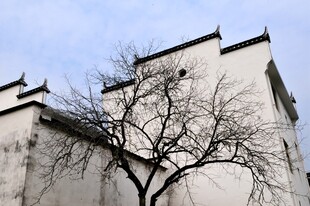 婺源中式白墙建筑与孤树