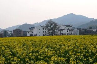 婺源春日油菜田与远处村落