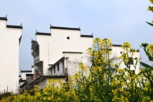婺源徽派建筑旁的灿烂油菜花