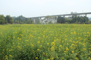 婺源田野黄花与远处桥梁