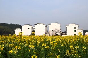 婺源油菜花海旁的白墙建筑群