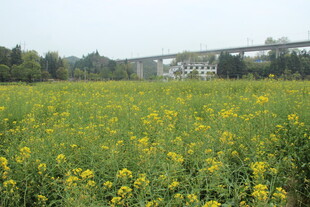 婺源金黄油菜田与远处桥梁