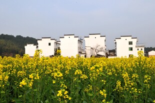 婺源油菜花海中的白墙建筑