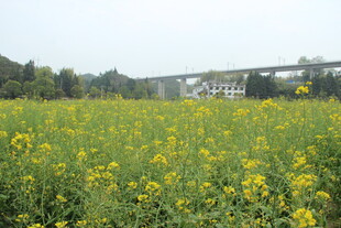 婺源金黄油菜花田 田园美景