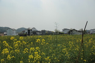 婺源春日油菜花田田园风光
