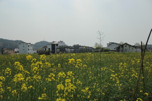 婺源春日油菜花田田园风光