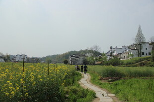 婺源乡村田野间的美丽景致